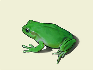 Frog.png